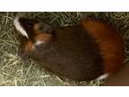 Adopt Chicken Nugget a Guinea Pig