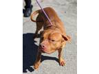 Adopt Jarvis a Pit Bull Terrier