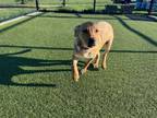 Adopt Electro a Labrador Retriever