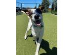 Adopt Cosmic a Mixed Breed