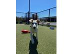 Adopt Arrow a Labrador Retriever