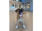 Adopt Royal a Catahoula Leopard Dog