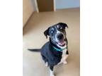 Adopt Chance a Labrador Retriever, Husky