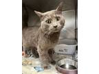 Adopt Clover a Domestic Short Hair