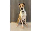 Adopt Fallow a Pit Bull Terrier, Mixed Breed