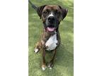 Adopt Cajun a Boxer, Mixed Breed