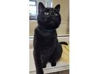 Adopt Bagheera a Domestic Short Hair