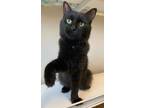 Adopt Jack O' Lantern a Domestic Short Hair