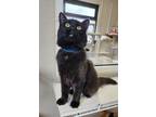 Adopt Jack O' Lantern a Domestic Short Hair