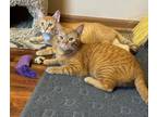 Adopt Henry and Miles a Domestic Short Hair