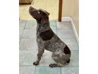 Adopt BIG BOYS NEED LOVE TOO a German Shorthaired Pointer, English Pointer