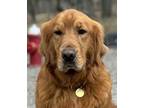 Adopt Rambo a Golden Retriever