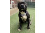 Adopt Tuesday a Pit Bull Terrier, Mixed Breed