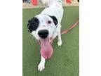 Adopt Speckle a Hound, Border Collie