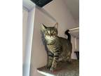 Adopt Pip a Tabby, Domestic Short Hair