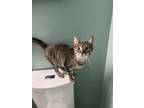 Adopt Pip a Tabby, Domestic Short Hair