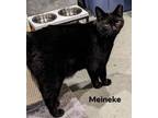 Adopt Meineke a Domestic Short Hair