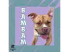 Adopt BamBam a Mixed Breed