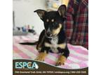 Adopt Bison a Australian Kelpie