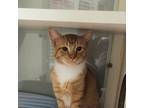 Adopt Curry a American Shorthair