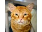 Adopt Sorrel a Domestic Short Hair