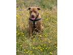 Adopt Jango a American Staffordshire Terrier, Mixed Breed