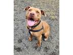 Adopt Jango a American Staffordshire Terrier, Mixed Breed