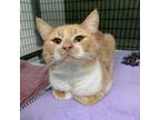 Adopt Larry a Domestic Short Hair