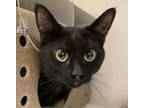 Adopt Richey (mcas) a Domestic Short Hair