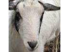 Adopt Loki a Goat