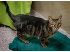 Adopt Fred a Domestic Short Hair