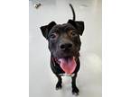 Adopt Panther a Pit Bull Terrier