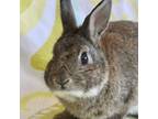 Adopt Thumper a American