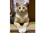 Adopt Lanza a Domestic Short Hair