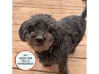 Adopt Scooby - In Foster a Poodle