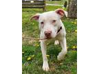 Adopt Alfredo a Pit Bull Terrier, Mixed Breed