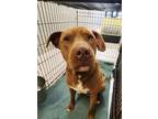 Adopt Scarecrow 52456 a Mixed Breed