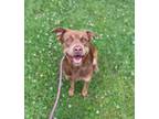 Adopt Hero a Terrier, Chesapeake Bay Retriever