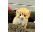 Adopt Duckling a Domestic Medium Hair