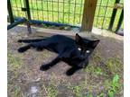 Adopt Jelly Bean a Domestic Short Hair