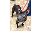 Adopt Tony a Terrier