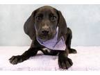 Adopt Rogo a Hound, Mixed Breed