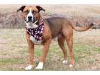 Adopt Ander a American Staffordshire Terrier, Husky