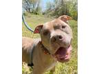 Adopt Pouncer a Pit Bull Terrier, Mixed Breed