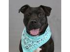 Adopt Vandrow a American Staffordshire Terrier