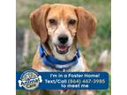 Adopt Ted a Beagle