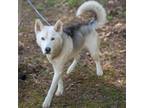 Adopt ATLAS-28681 a Husky