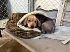 Adopt Dexter DD a Beagle