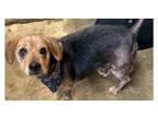 Adopt Dexter DD a Beagle