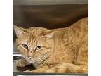 Adopt Sherbert a Domestic Short Hair